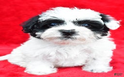 Yorkiepoo dogs for sale: Polly - Image 1
