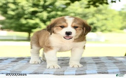 Great Pyrenees dogs for sale: Larry - Image 2