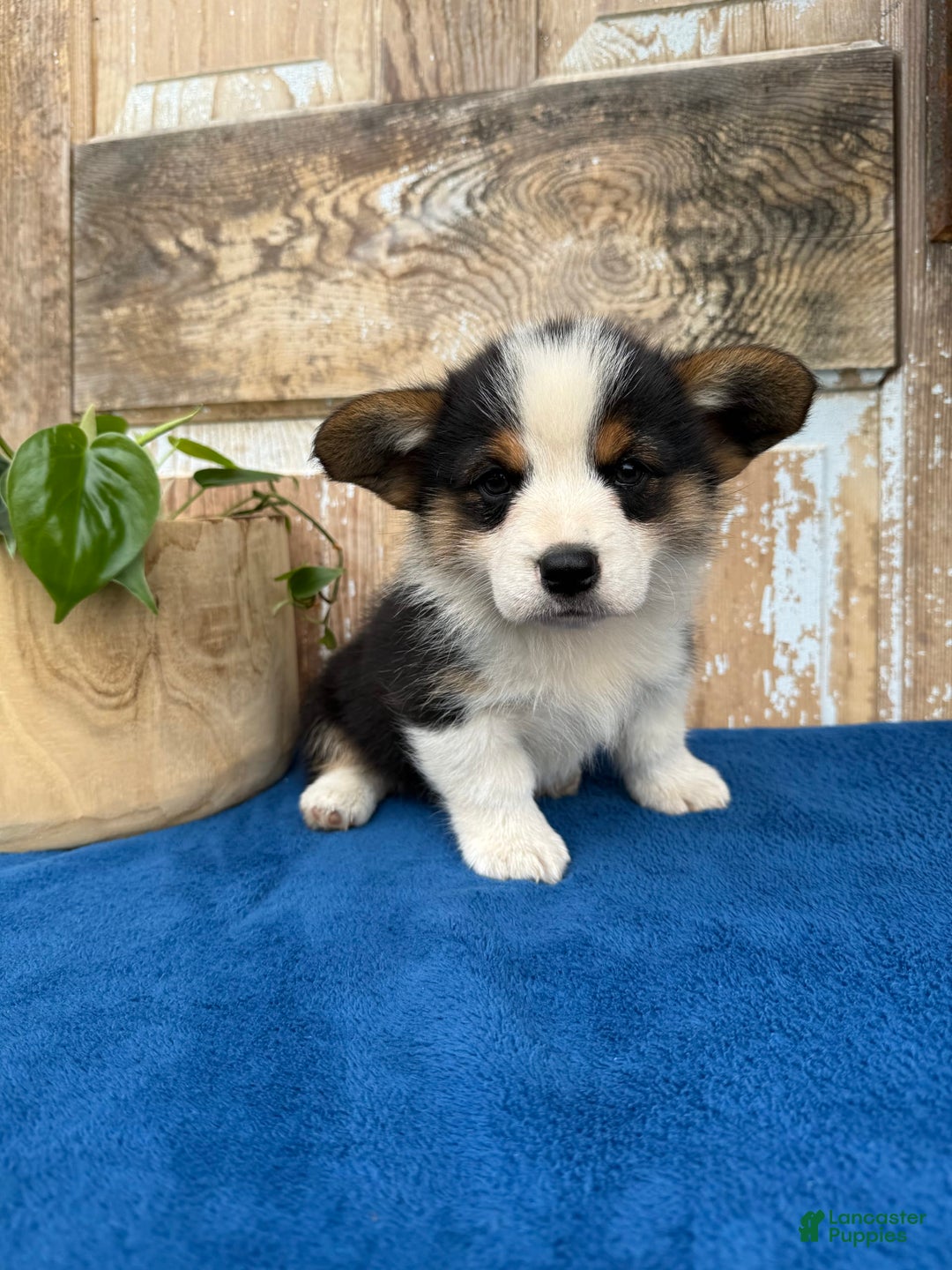 Welsh Corgi Pembroke dogs for sale: Chuck - Image 2