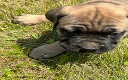 Cane Corso dogs for sale: Mandisa - Image 4