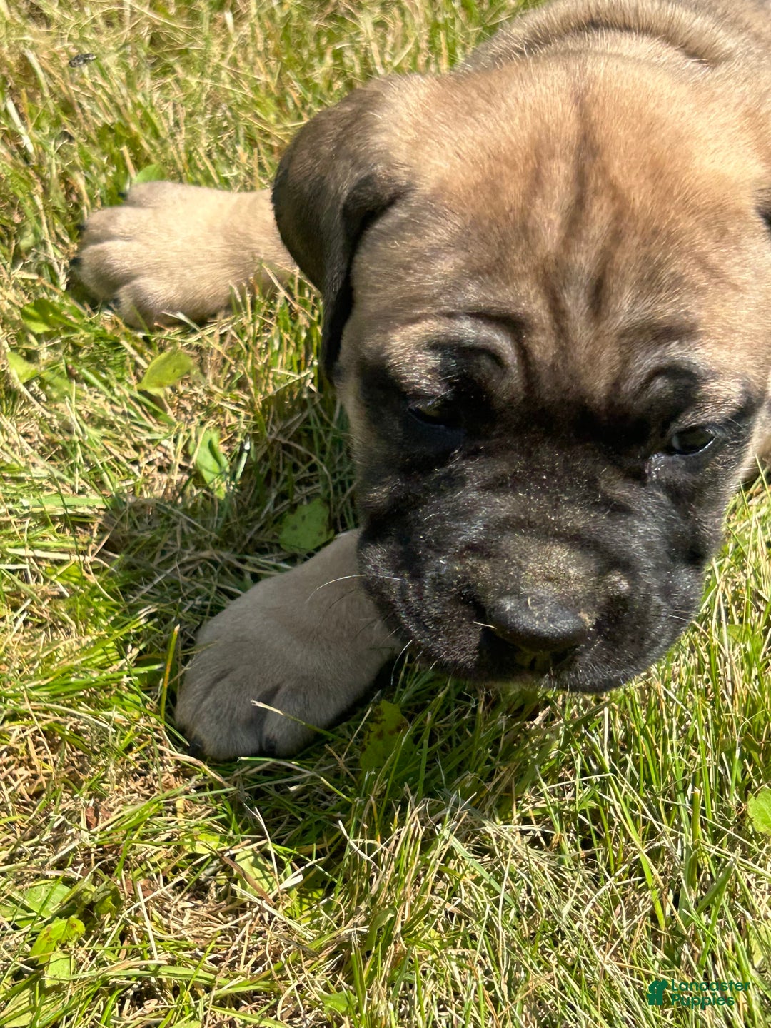 Cane Corso dogs for sale: Mandisa - Image 4