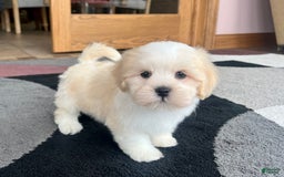 Lhasa Apso dogs for sale: Beau - Image 1