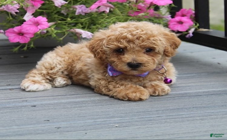 Bichpoo dogs - Advert 5