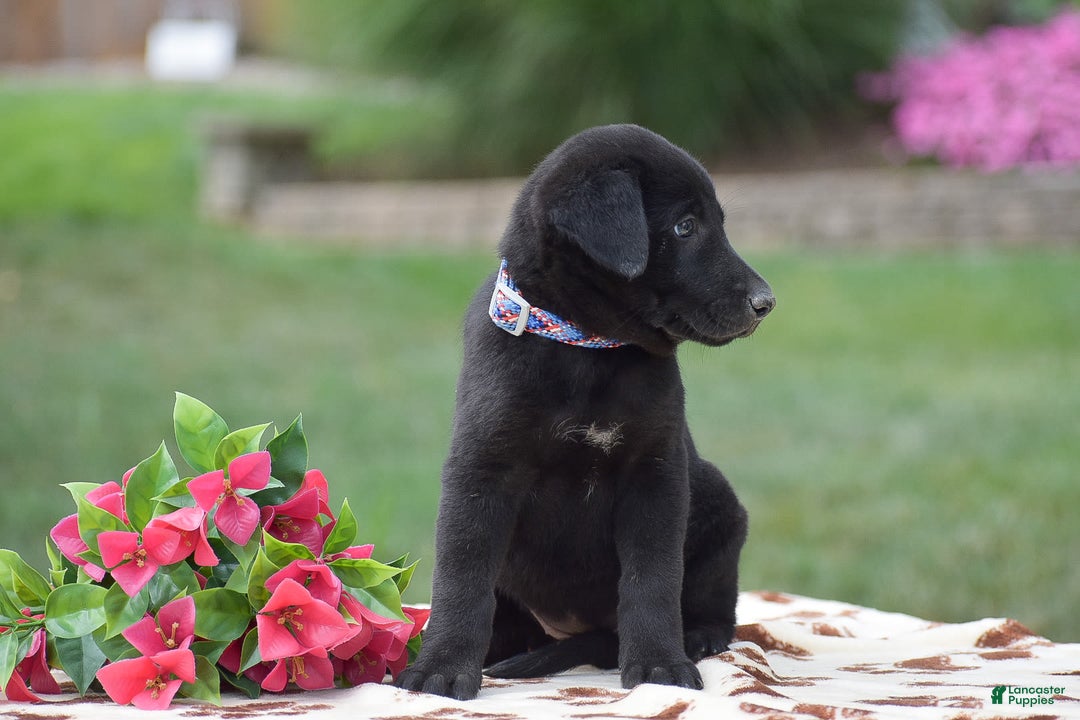 German Shepherd dogs for sale: Ashley - Image 4