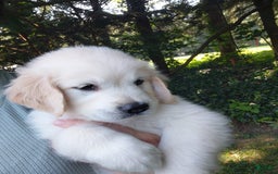 Golden Retriever dogs for sale: Poppy - Image 25