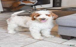 Goldendoodle dogs for sale: Milo - Image 3