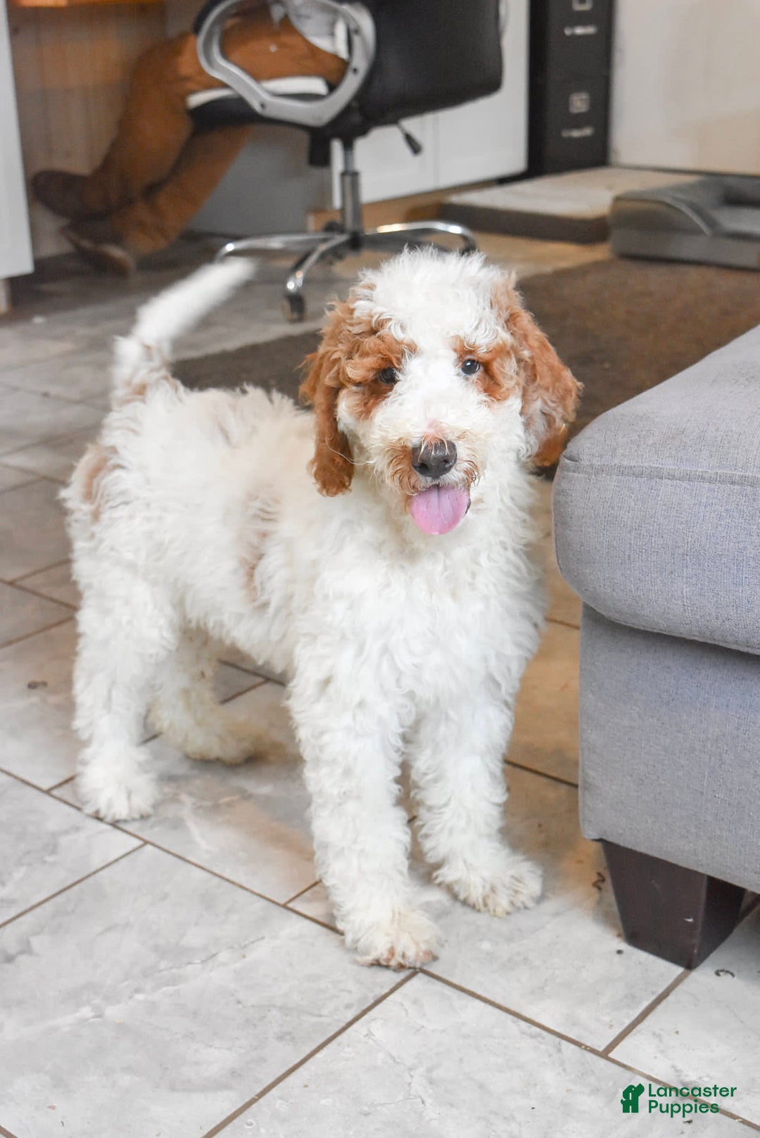Goldendoodle dogs for sale: Milo - Image 3