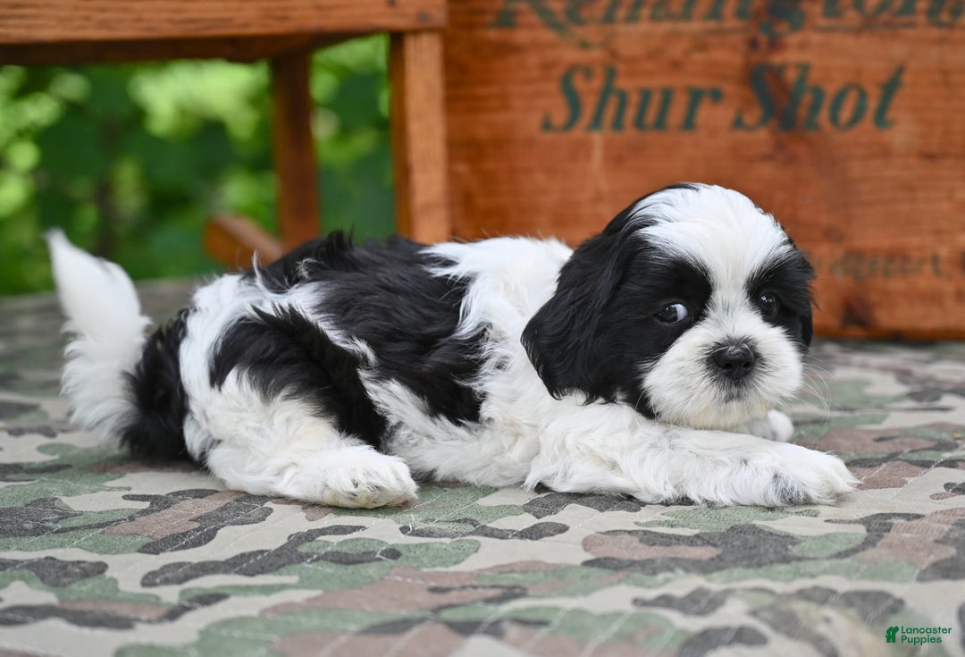 Shih Tzu dogs for sale: Max - Image 4