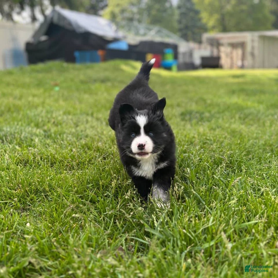Pomsky dogs for sale: Nami - Image 21