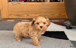 Maltipoo dogs for sale: Gordon - Image 2