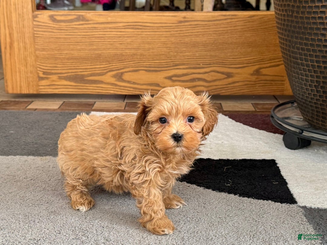Maltipoo dogs for sale: Gordon - Image 2