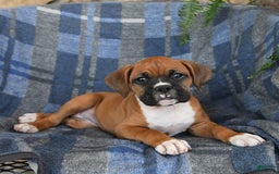 Boxer dogs for sale: Willow - Image 7