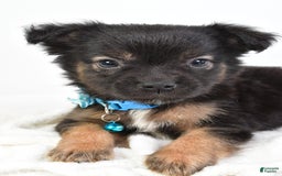 French Bulldog dogs for sale: Clifford - Image 3