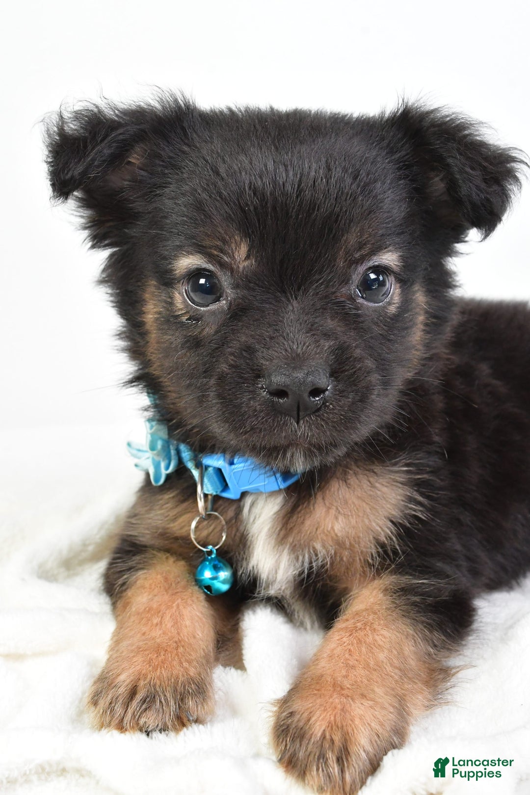 French Bulldog dogs for sale: Clifford - Image 3