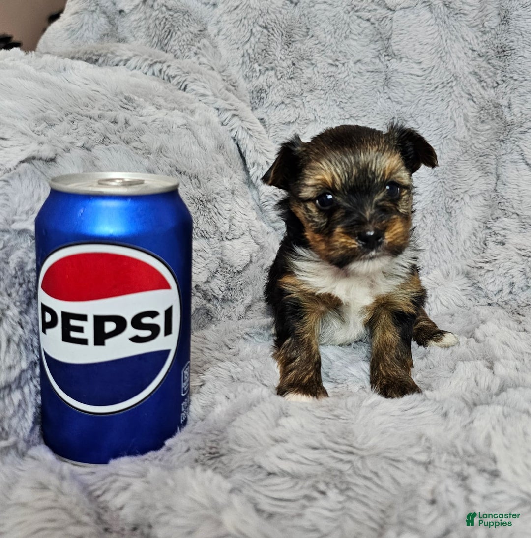 Yorkshire Terrier dogs for sale: Yorkshire Terrier 3 puppies - Image 1
