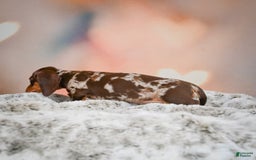 Miniature Dachshund dogs for sale: Butter Cup - Image 1