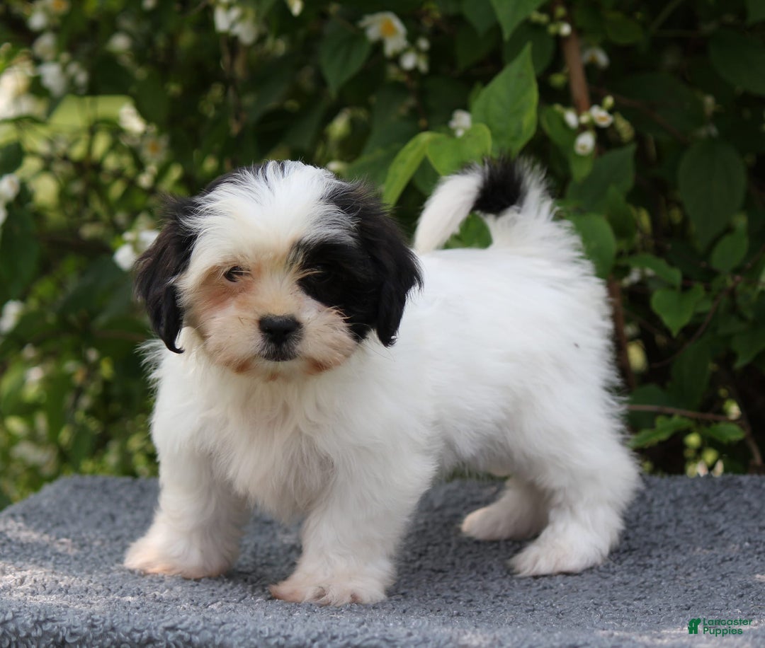 Shihpoo dogs for sale: Delta - Image 4