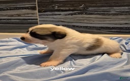 Great Pyrenees dogs for sale: Yellow - Image 3