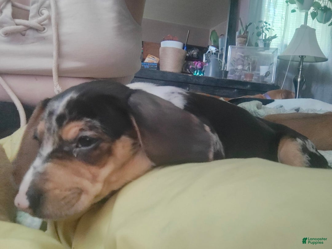 Beagle dogs for sale: Jazmin Aka Jazzy - Image 3