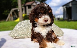 Mini Bernedoodle dogs for sale: Midget - Image 4