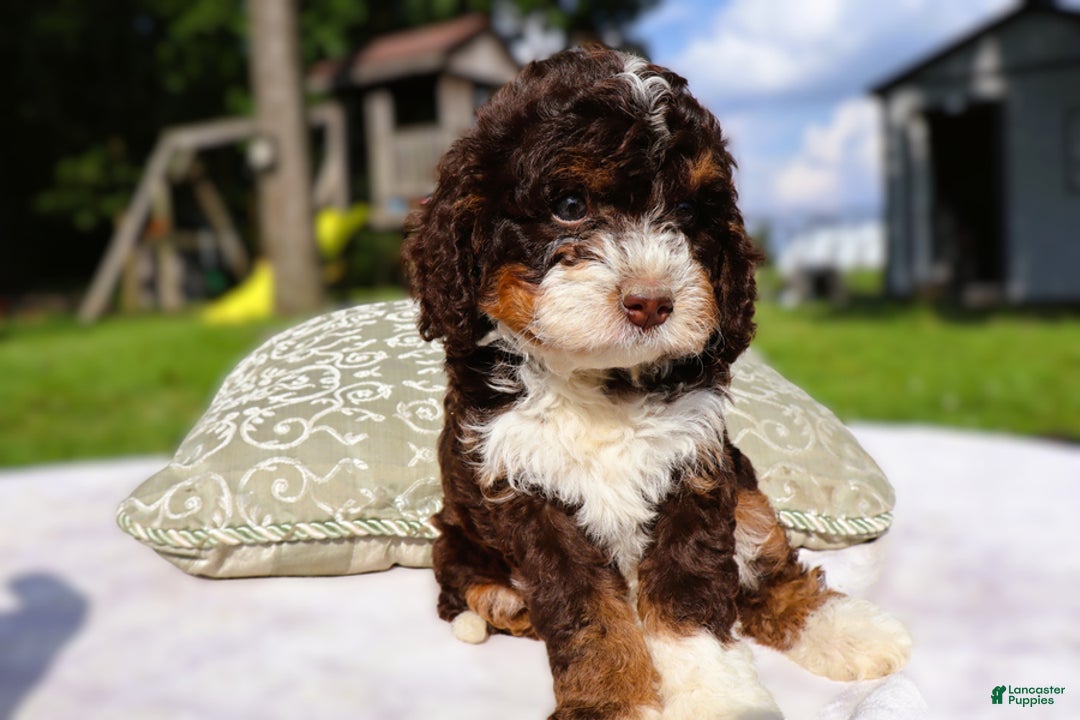 Mini Bernedoodle dogs for sale: Midget - Image 4