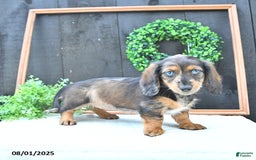 Dachshund dogs for sale: Kiki - Image 2