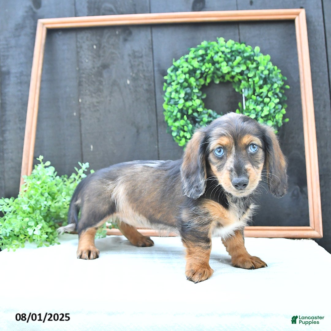 Dachshund dogs for sale: Kiki - Image 2