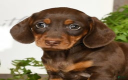 Miniature Dachshund dogs for sale: Heidi - Image 2