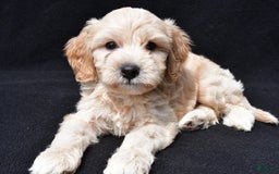 Cavapoo dogs for sale: Rex - Image 4