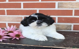 Shih Tzu dogs for sale: Daisy - Image 2