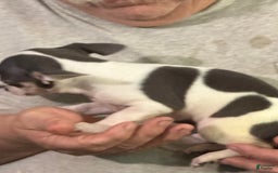 Chihuahua dogs for sale: Lefty - Image 4