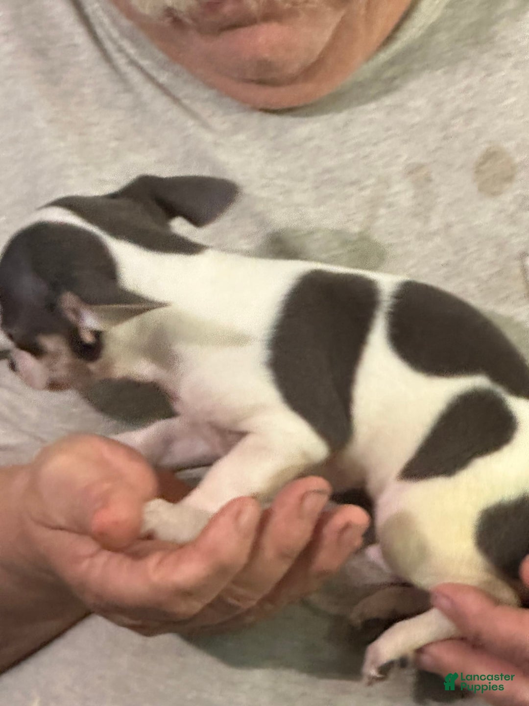 Chihuahua dogs for sale: Lefty - Image 4