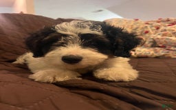 Mini Bernedoodle dogs for sale: ben - Image 10