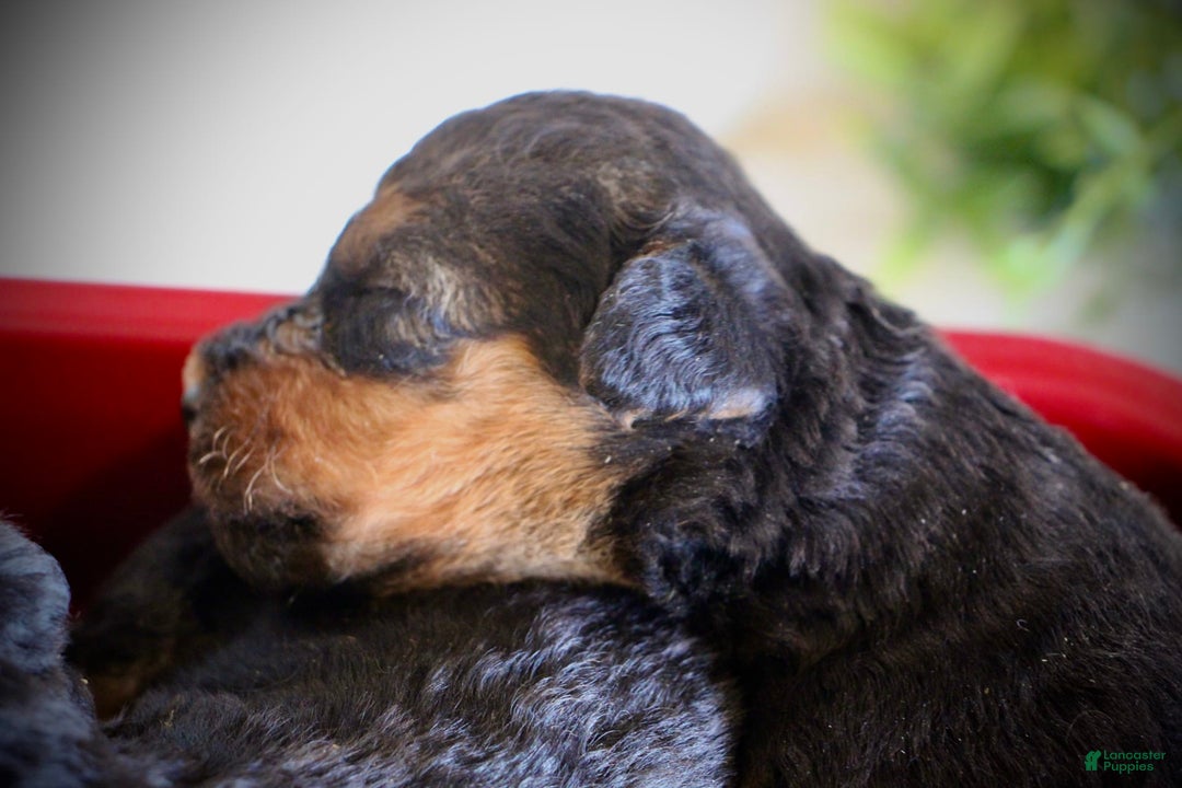 Airedale Terrier dogs for sale: Andy - Image 2