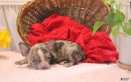 French Bulldog dogs for sale: Allison - Image 6