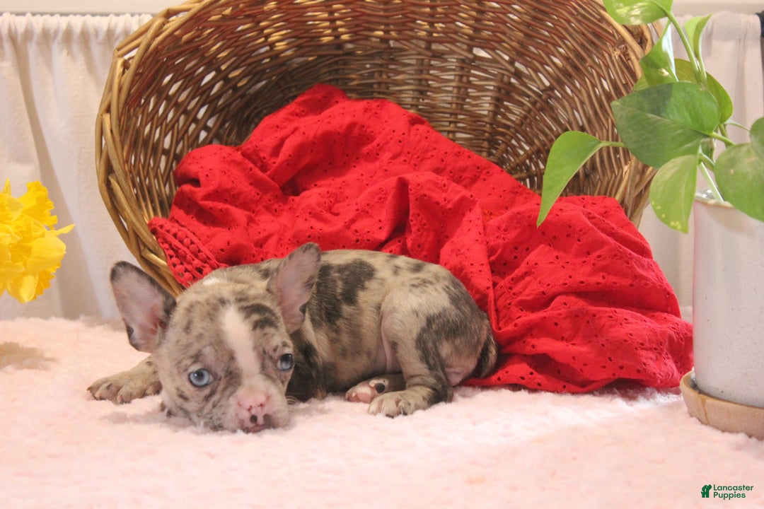 French Bulldog dogs for sale: Allison - Image 6