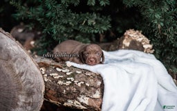Miniature Dachshund dogs for sale: Smooth Coat Chocolate And Tan - Image 2