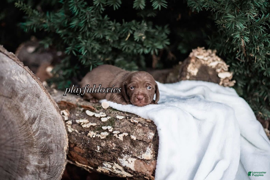 Miniature Dachshund dogs for sale: Smooth Coat Chocolate And Tan - Image 2