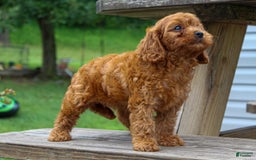 Cavapoo dogs for sale: Tonya - Image 4