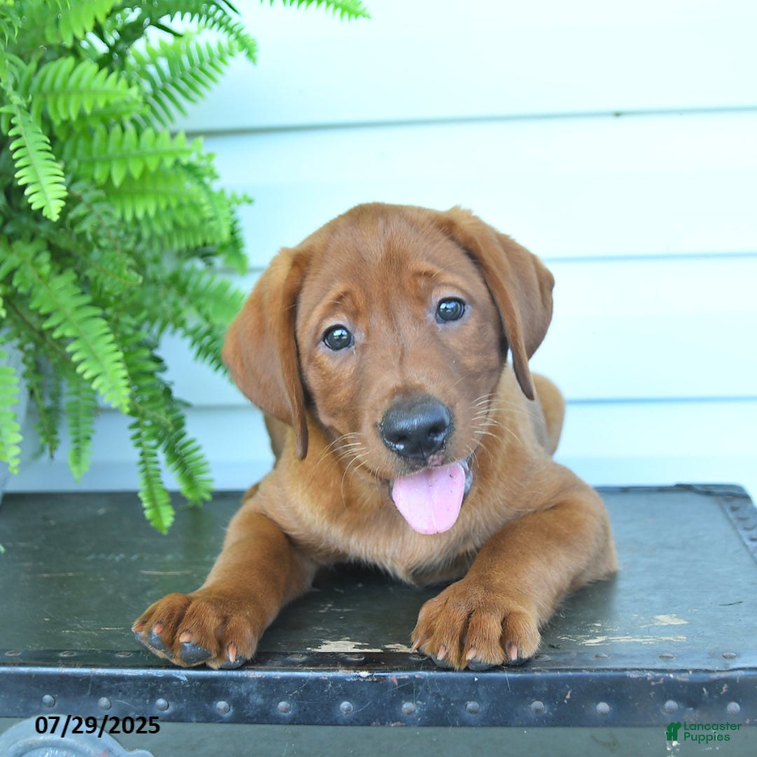 Labrador Retriever dogs for sale: Yenna - Image 3