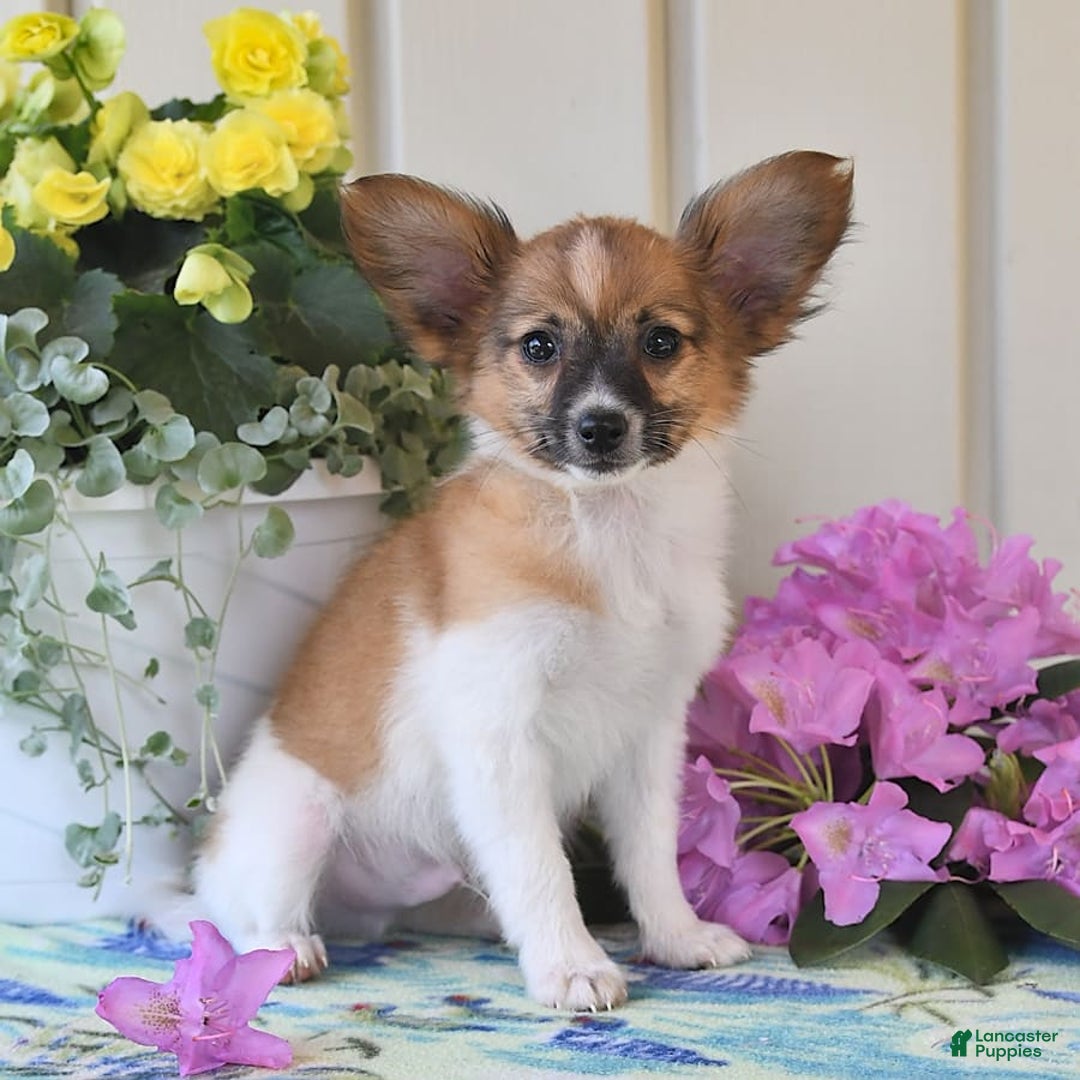 Papillon dogs for sale: Pluto - Image 14