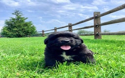 Newfoundland dogs for sale: Dee - Image 4