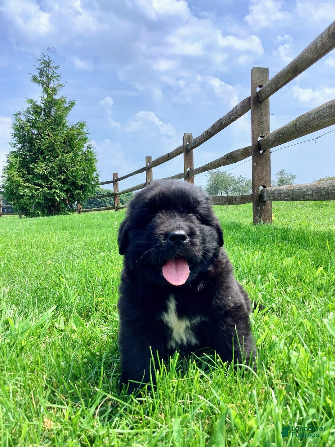 Newfoundland dogs for sale: Dee - Image 4