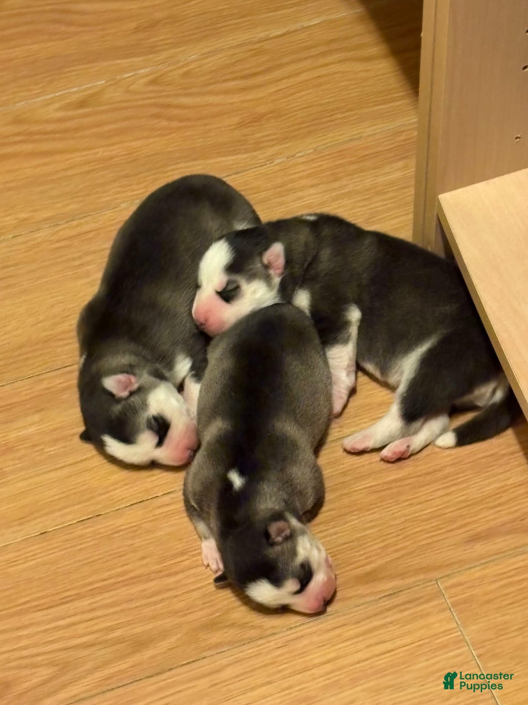 Siberian Husky dogs for sale: King - Image 2