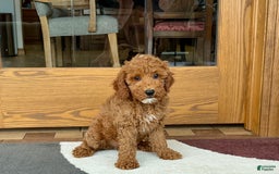Cockapoo dogs for sale: Glen - Image 2