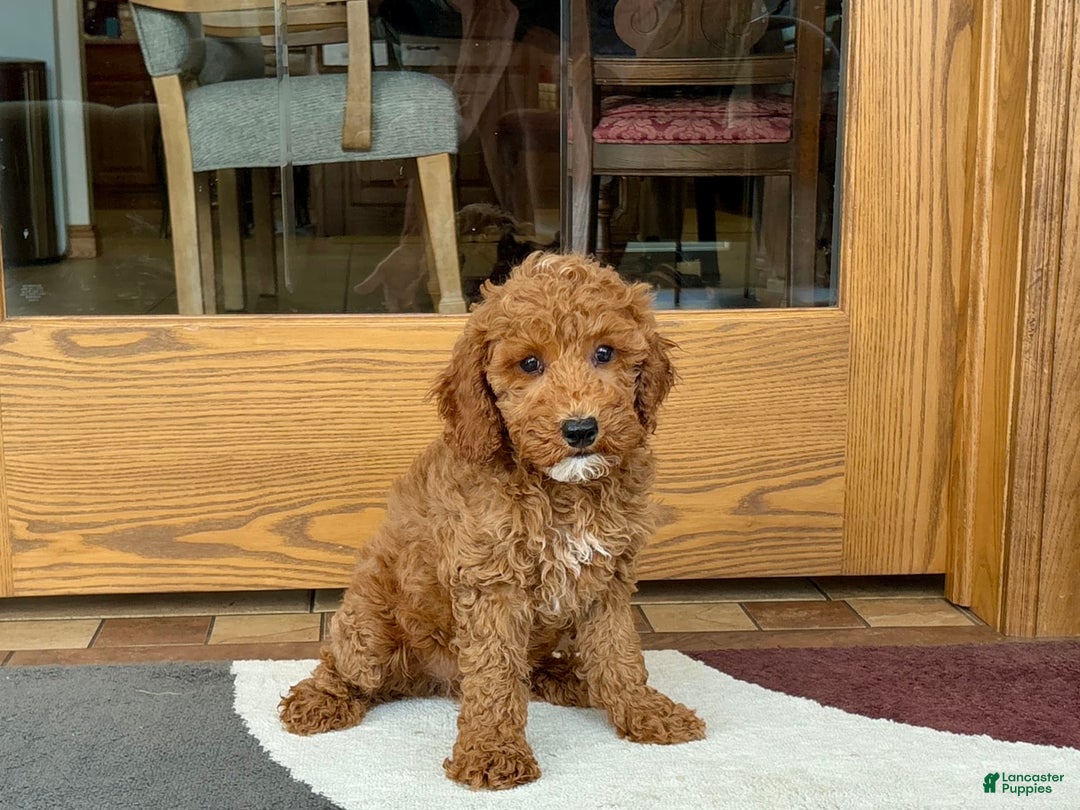 Cockapoo dogs for sale: Glen - Image 2