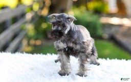 Miniature Schnauzer dogs for sale: Bingo - Image 16