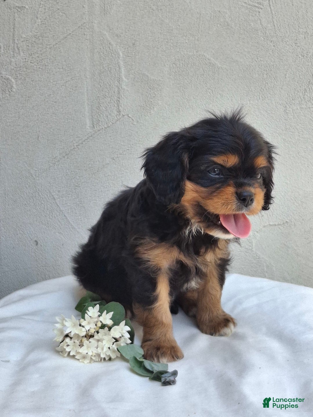 Cavalier King Charles Spaniel dogs for sale: Sprinkles - Image 3