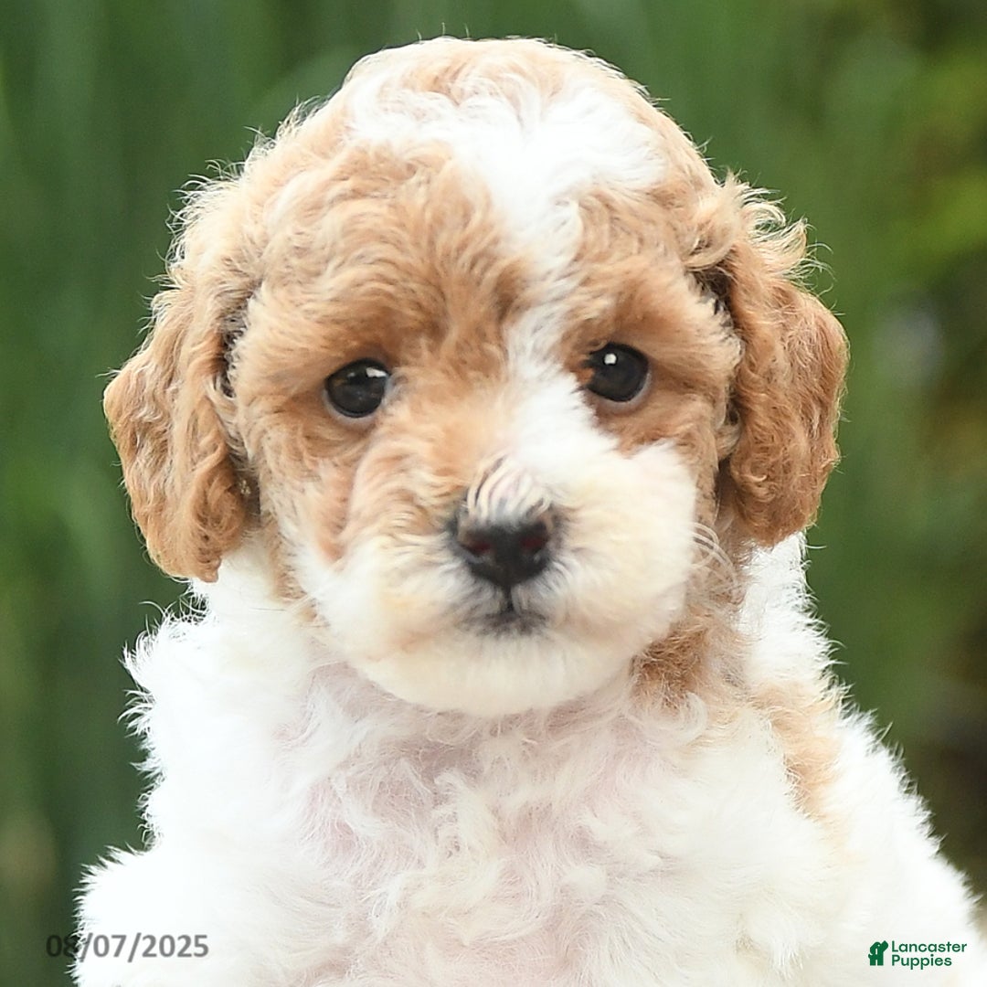 Toy Poodle dogs for sale: Nellie - Image 5