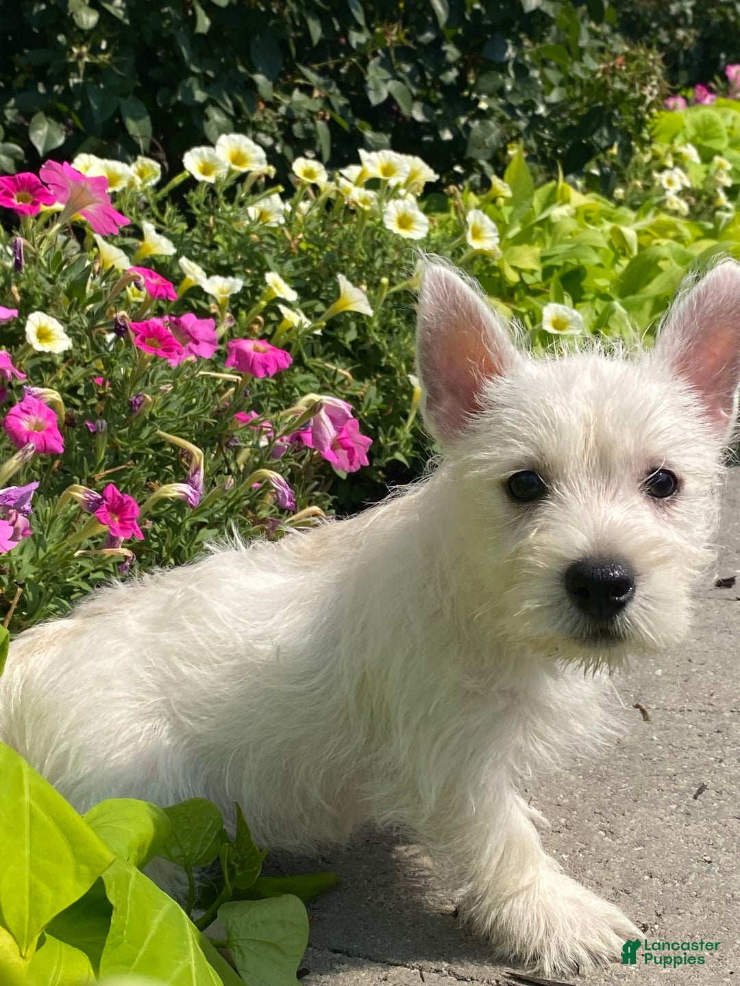 West Highland Terrier dogs for sale: Wynona - Image 2